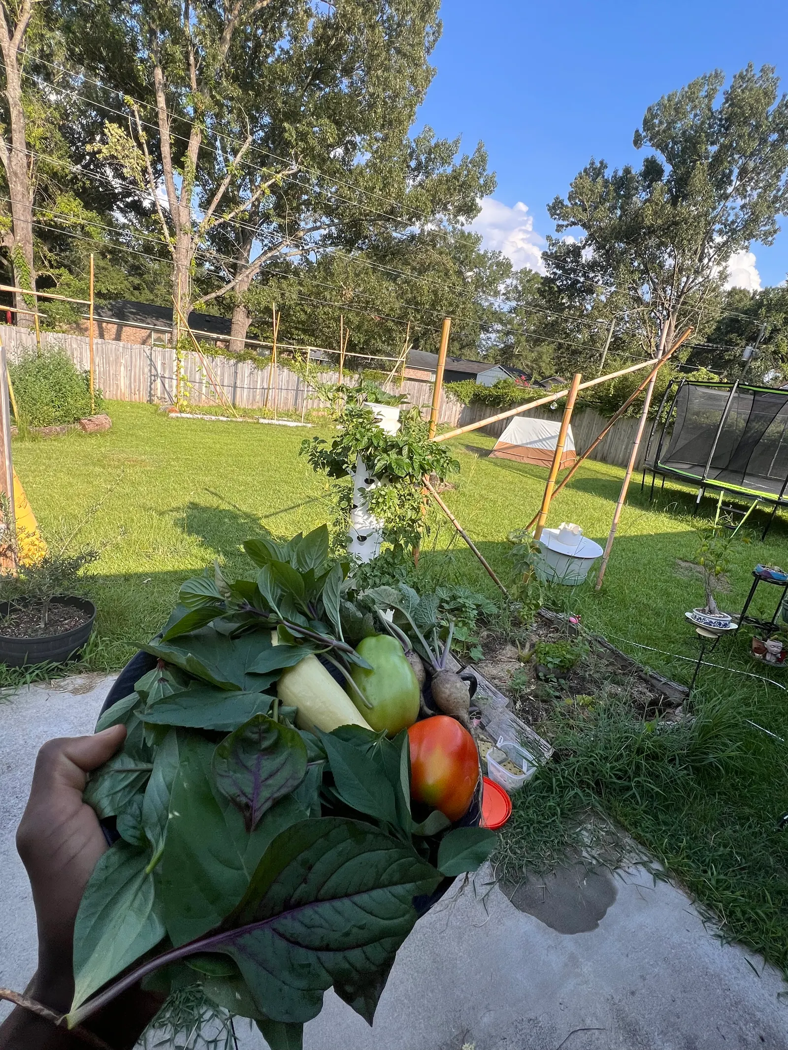 A bowl of greens harvested from the garden — Under One Sun agriculture