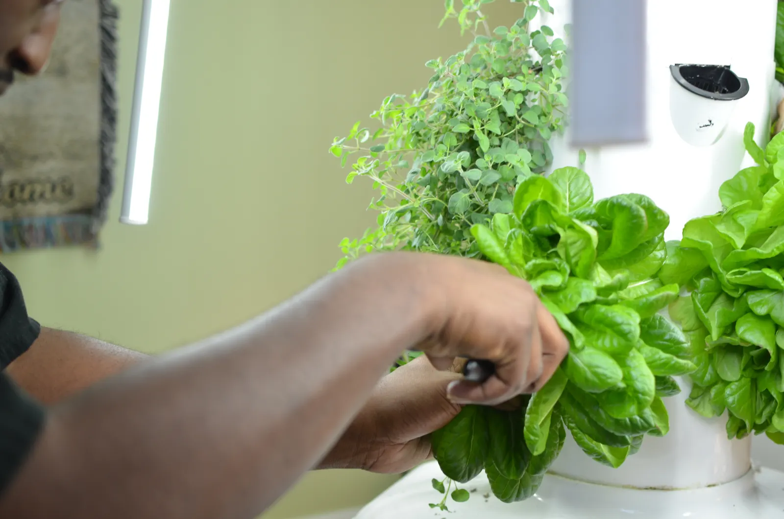 Chef Mack picking from the tower garden — Under One Sun agriculture